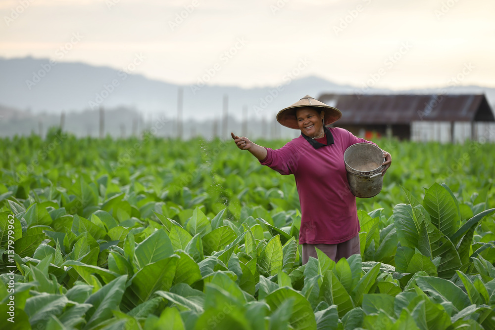 Farmer spraying pesticide on a field of tobacco farm