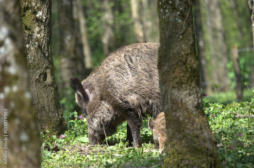 Wildschwein bei der Futtersuche Wildschwein bei der Futtersuche