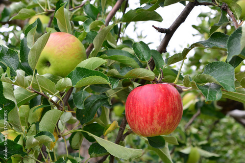 Apple (Malus domestica), on the tree, in japan