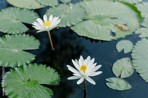 White Lotus in the lotus pond in a sunny day.