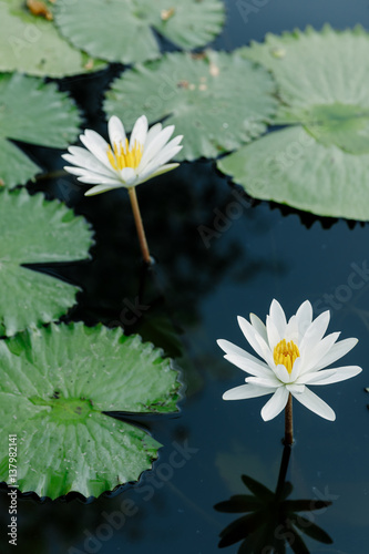 White Lotus in the lotus pond in a sunny day.