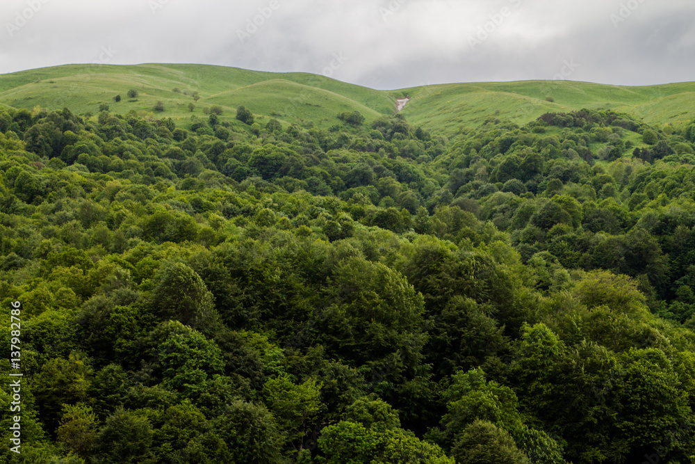 Obraz premium Forest, Hills, Green Meadows, and Clouds