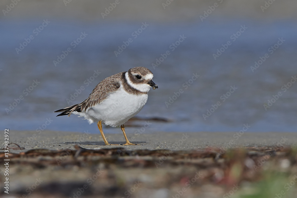 Common ringed plover (Charadrius hiaticula) Common ringed plover (Charadrius hiaticula)