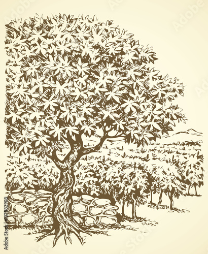 Vector drawing. Tree in Vineyard
