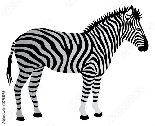 Zebra isolated on white.