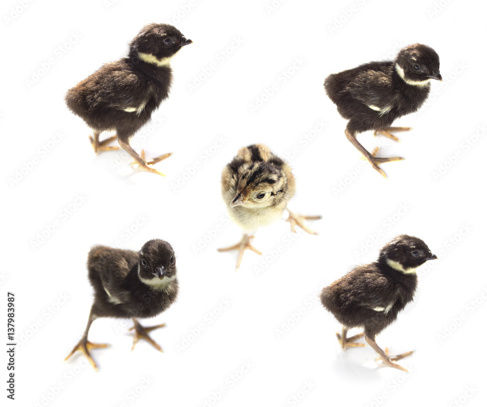 Pheasant Chicks isolated on white Pheasant Chicks isolated on white