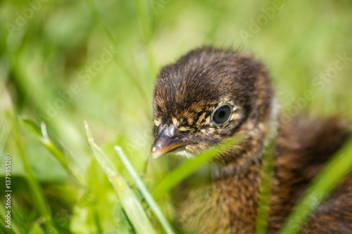 Baby pheasant on grass