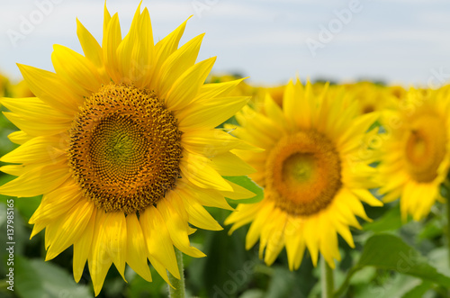 Sunflowers