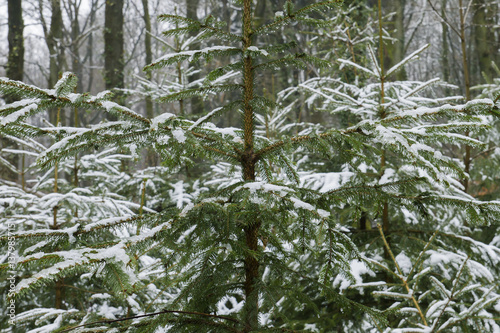 Billede på lærred conifers under the snow