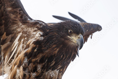 close up of white-tailed eagle over white