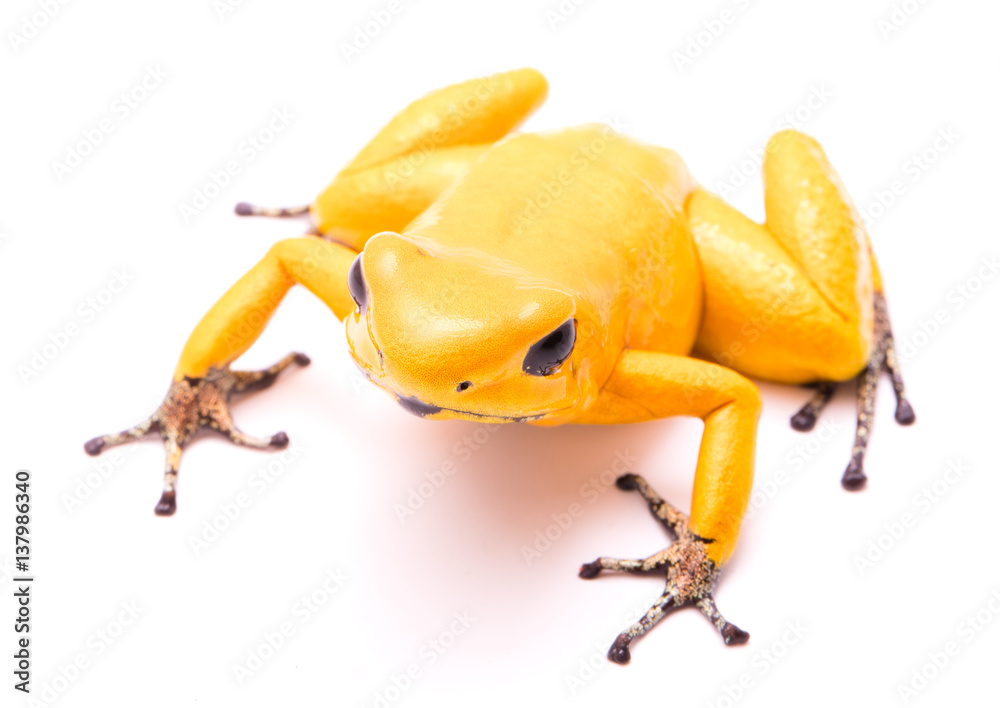 poison dart frog, Phyllobates terribilis golden yellow. Most poisonous