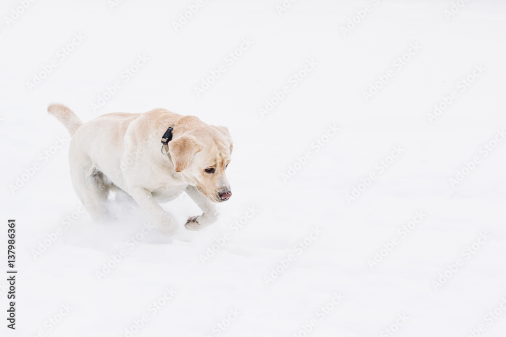 Labrador dog on the white snow