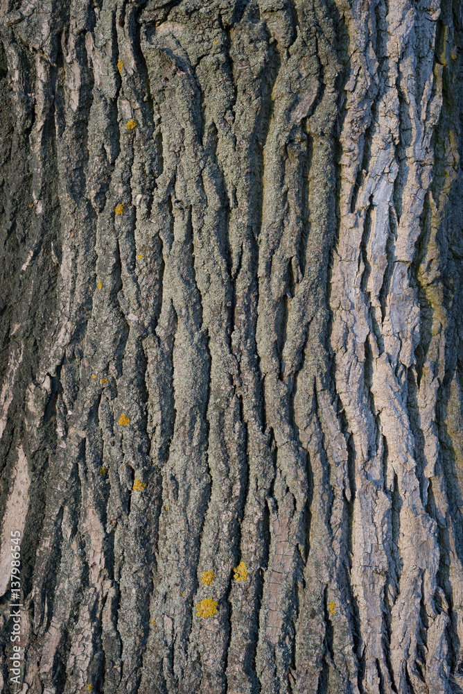 Background: tree bark