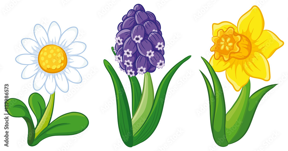 Drei Frühlingsblumen Vektor-Illustration Stock-Vektorgrafik | Adobe Stock