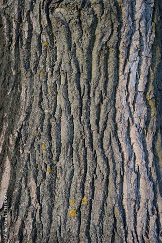 Obraz na płótnie Background: tree bark w salonie