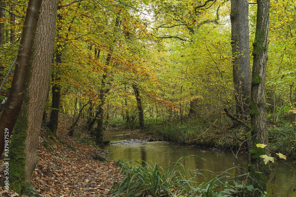 Fototapeta premium footpath by a river in an autumnal forest