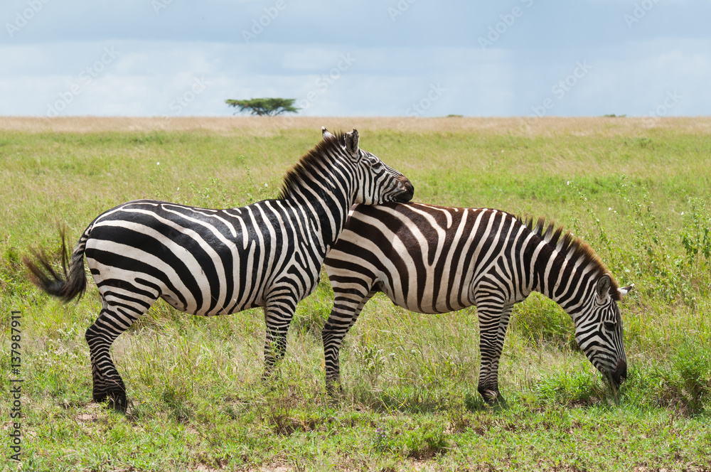 Zebras at serengeti national park, Tanzana Zebras at serengeti national park, Tanzana