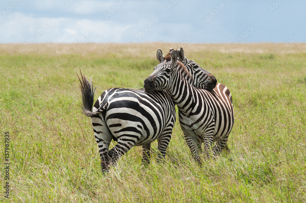 Zebras at serengeti national park, Tanzana Zebras at serengeti national park, Tanzana