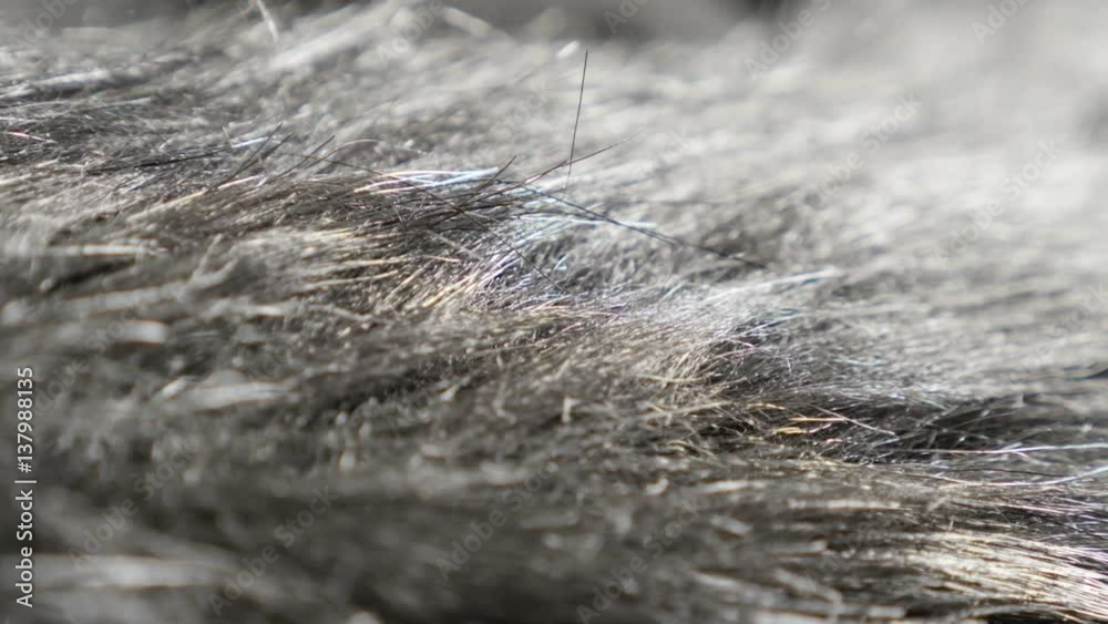 Slow pan on hairy faux fun synthetic fabric sample 4K 2160p UHD footage ...