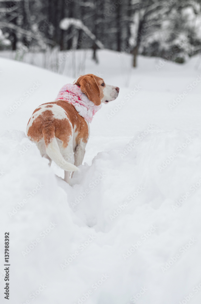 beagle  on nature in winter