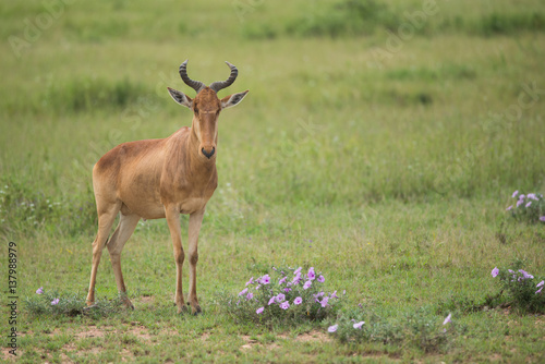 hunter's hartebeest, Serengeti national park, Tanzania