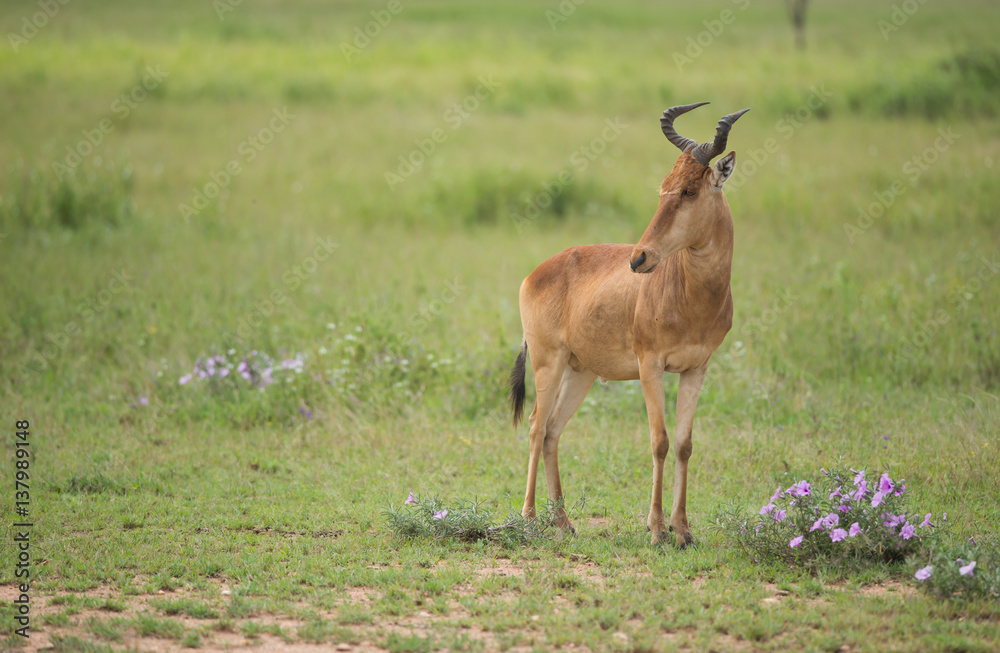 hunter's hartebeest, Serengeti national park, Tanzania hunter's hartebeest, Serengeti national park, Tanzania