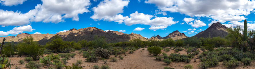 Papier peint photo Pantone 2025 Mocha Mousse Sonoran Desert Arizona  © SE Viera Photo