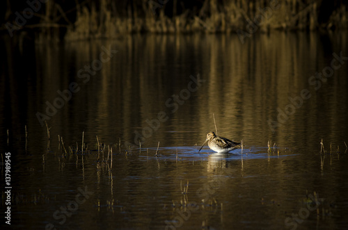 Gallinago gallinago – Common snipe –in small lake hunting food  - Beccaccino photo