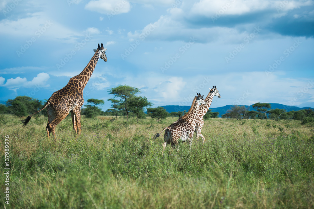 Obraz premium Giraffes at Serengeti national park, Tanzania, Africa