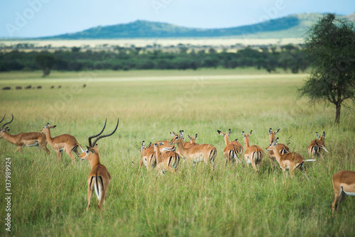 Group of antelopes at the safari of tanzania