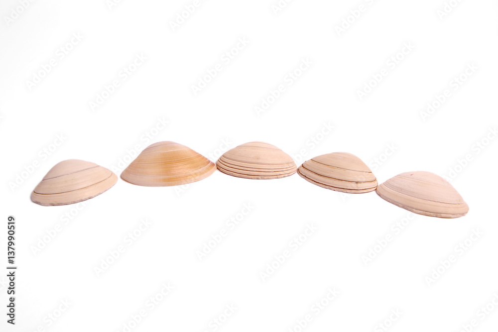 Shell on a white background Shell on a white background