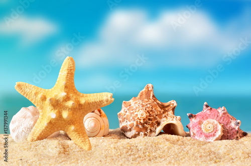 Fototapeta Naklejka Na Ścianę i Meble -  Seashell and starfish on the sandy beach