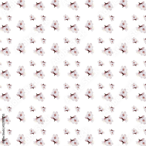 spring flowers  apricot on branches