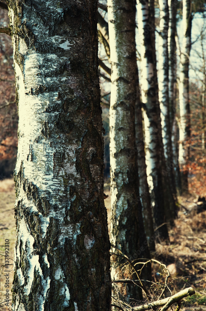 Fototapeta premium Birch trees in the turn of autumn and winter