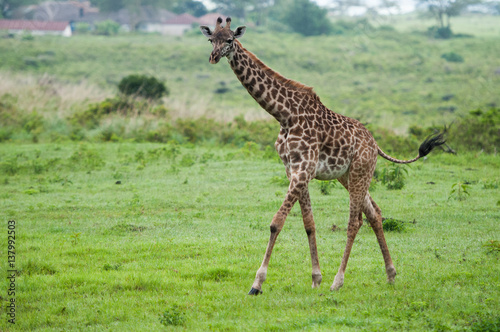 Giraffes at Serengeti national park  Tanzania  Africa