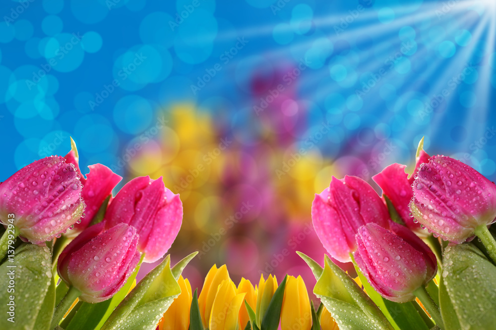 Kwiaty a najlepiej tulipany to tło  na każdą okazje. - obrazy, fototapety, plakaty 