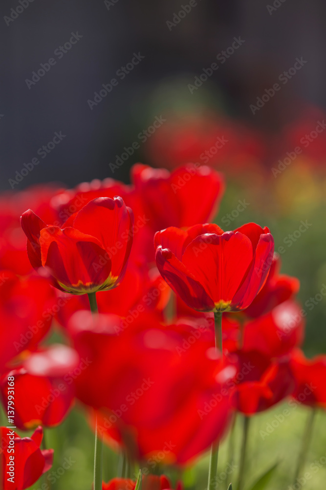 Easter Spring Flowers bunch. Beautiful red tulips bouquet. Elegant Mother's Day gift over nature green blurred background. Springtime. Copy space
