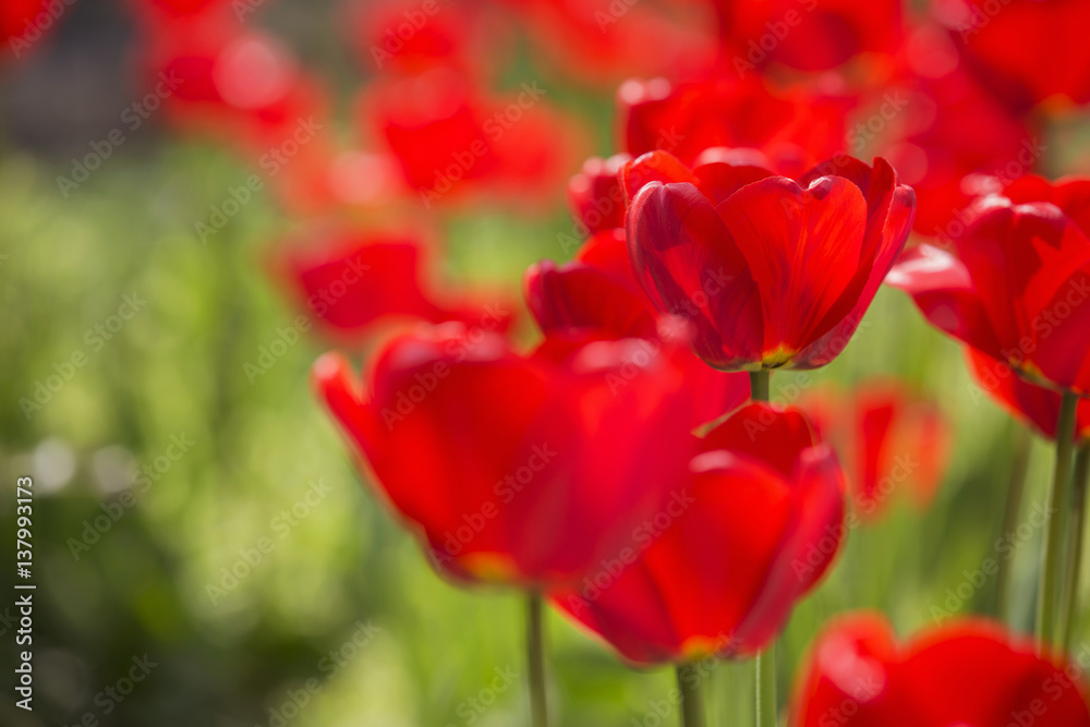 Easter Spring Flowers bunch. Beautiful red tulips bouquet. Elegant Mother's Day gift over nature green blurred background. Springtime. Copy space Easter Spring Flowers bunch. Beautiful red tulips bouquet. Elegant Mother's Day gift over nature green blurred background. Springtime. Copy space