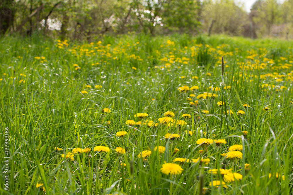 Dandelion on a green meadow