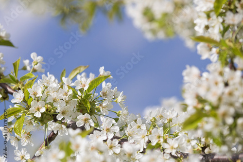 Blooming tree at spring, fresh white flowers on the branch of apple fruit tree, plant blossom abstract bokeh background, seasonal nature beauty, dreamy soft focus picture. copy space