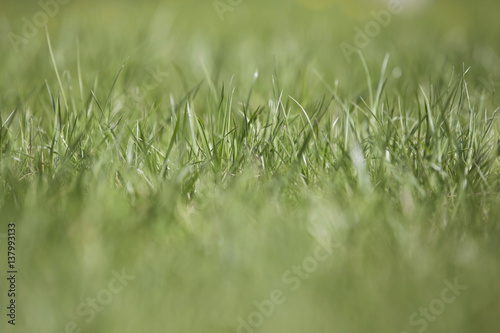 Beautiful green summer grass outdoors in a park. Copy space