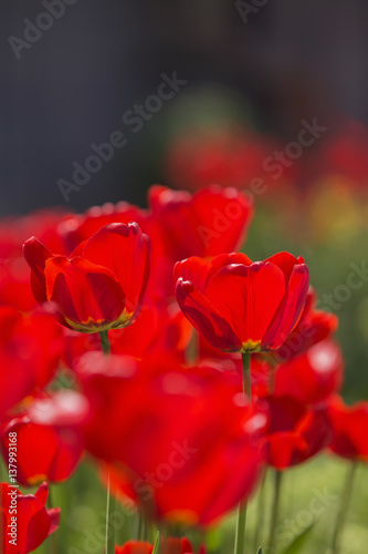 Easter Spring Flowers bunch. Beautiful red tulips bouquet. Elegant Mother's Day gift over nature green blurred background. Springtime. Copy space