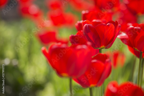 Easter Spring Flowers bunch. Beautiful red tulips bouquet. Elegant Mother's Day gift over nature green blurred background. Springtime. Copy space