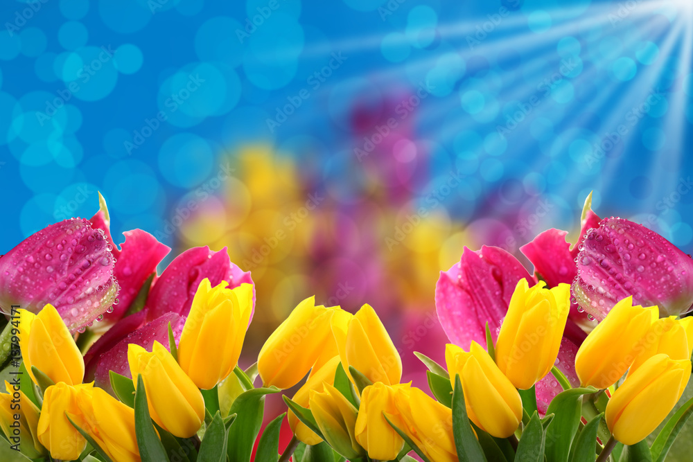 Naklejka premium Kwiaty a najlepiej tulipany to tło na każdą okazje.