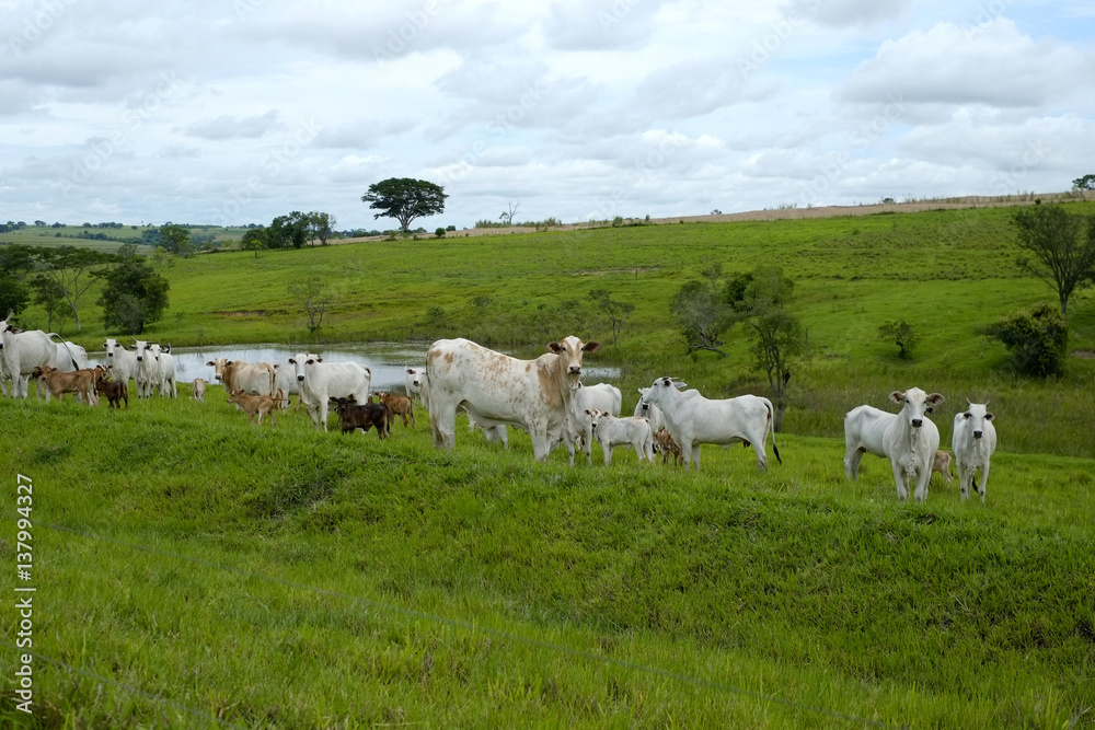 Obraz premium cattle