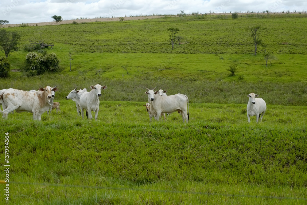 Fototapeta premium cattle