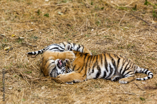 Fototapeta Naklejka Na Ścianę i Meble -  beautiful little tiger cub