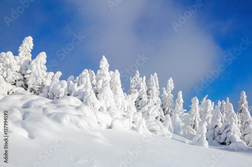 On the lawn covered with snow.