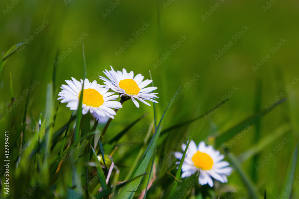Pretty white chamomile.