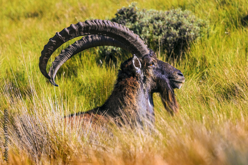 Walia Ibex (Capra walie), males. Ethiopia, Simien Mountains National Park photo